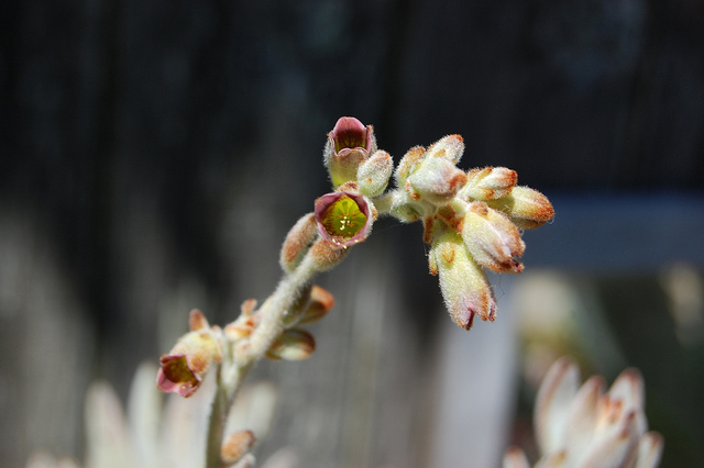 Kalanchoé tomenteux