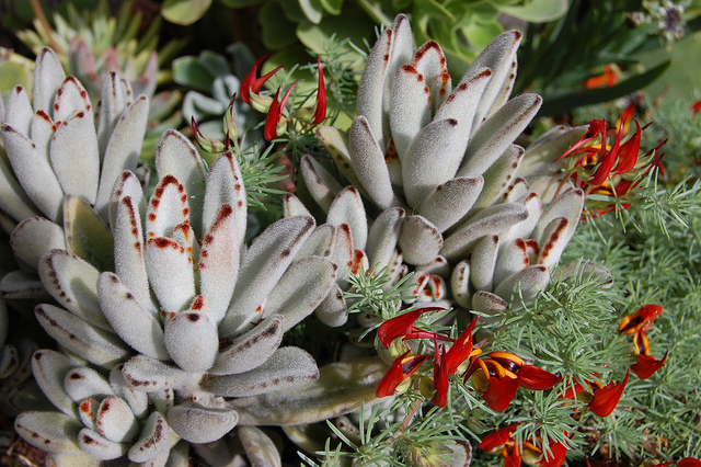 Kalanchoé tomenteux (Kalanchoe tomentosa)