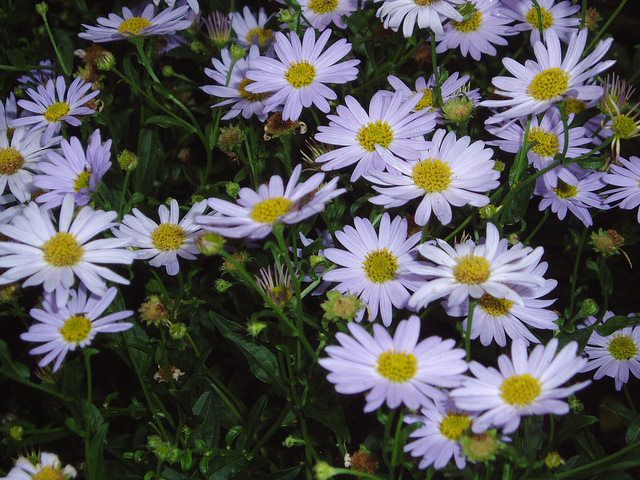 Kalimeris incisa