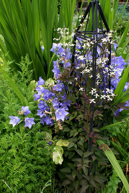 Aster japonais