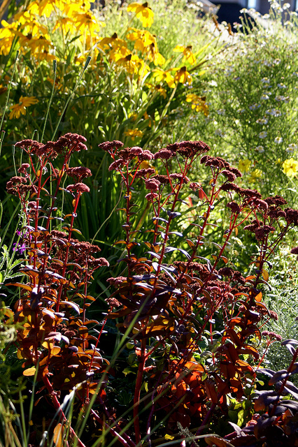Aster japonais