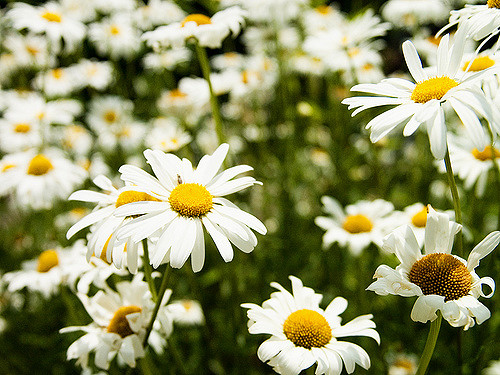 Aster japonais