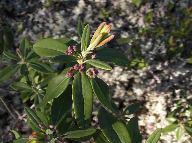 Kalmia à feuilles étroites