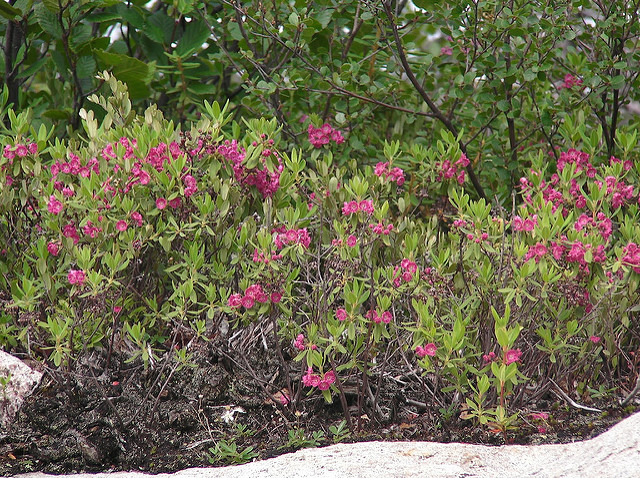 Kalmia à feuilles étroites