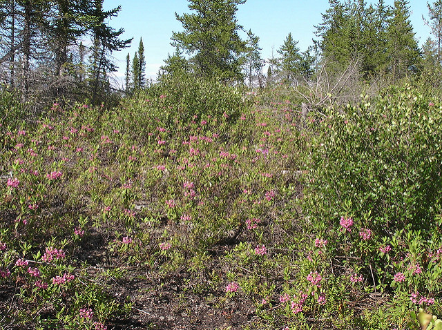 Kalmia à feuilles étroites