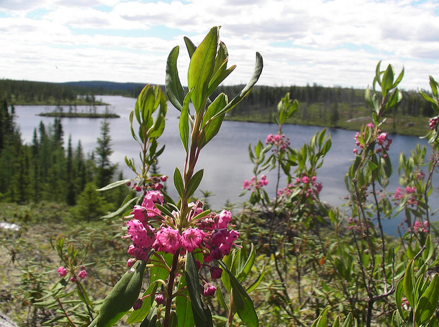 Kalmia à feuilles étroites