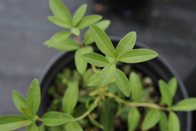 Kalmia à feuilles étroites (Kalmia angustifolia)