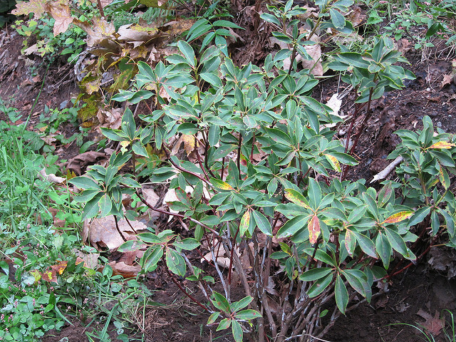 Laurier des montagnes (Kalmia latifolia)