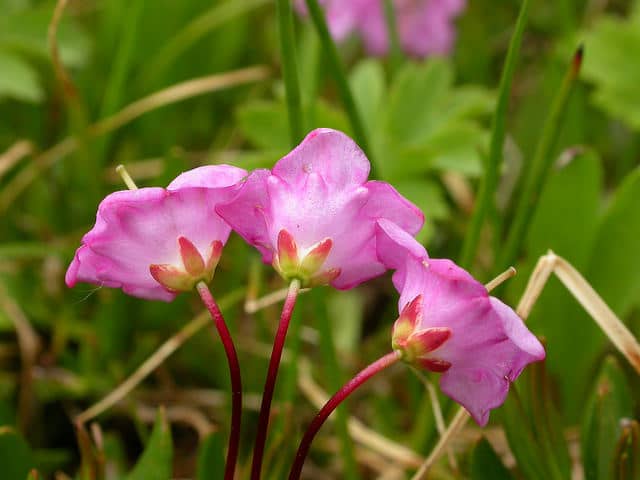 Kalmia microphylla