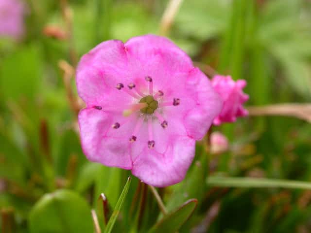 Kalmia microphylla
