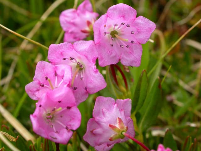 Kalmia microphylla