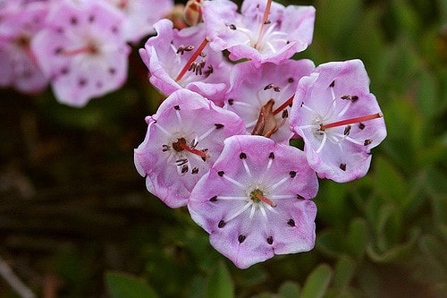 Kalmia microphylla
