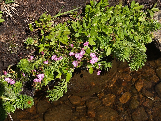 Kalmia microphylla