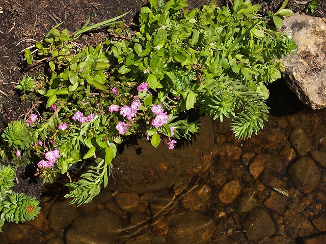 Kalmia microphylla (Kalmia microphylla)