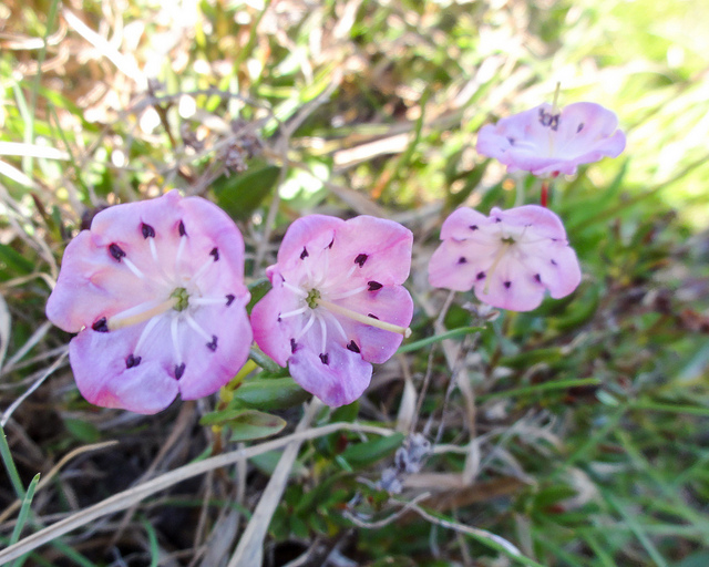 Kalmia polifolia