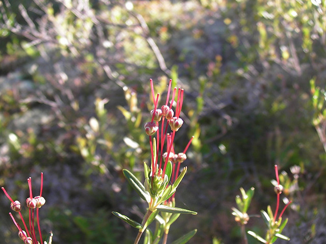 Kalmia polifolia