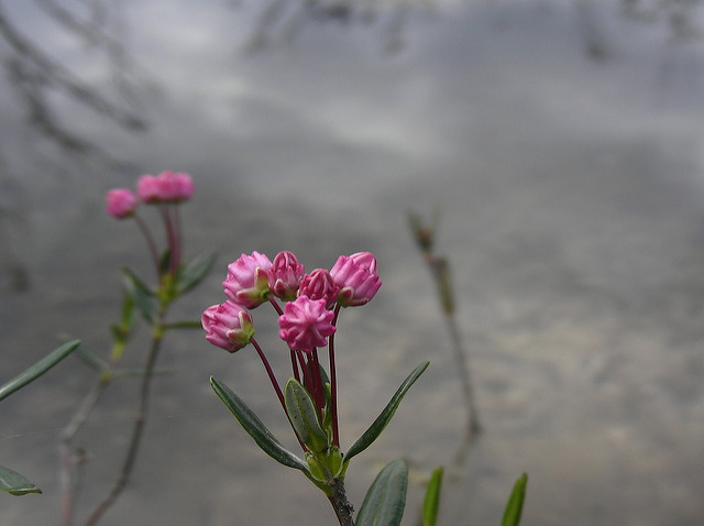 Kalmia polifolia