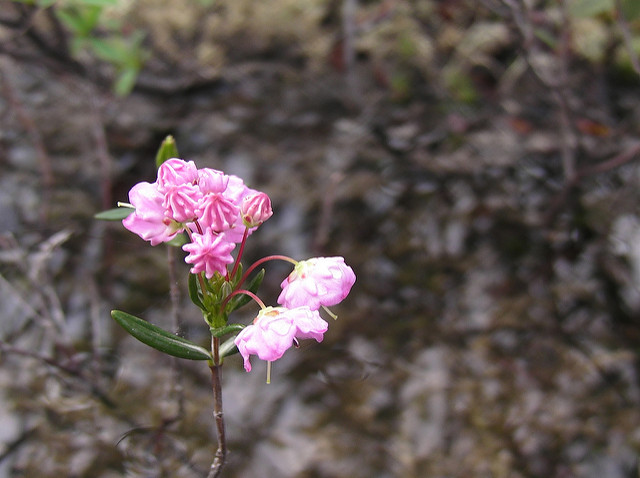 Kalmia polifolia