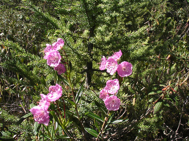 Kalmia polifolia