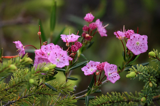 Kalmia polifolia