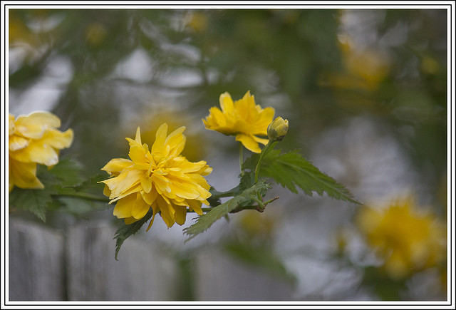Corête du japon (Kerria japonica)