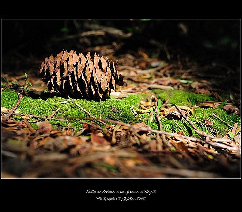 Keteleeria davidiana