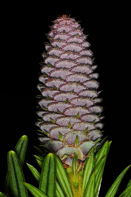 Keteleeria davidiana