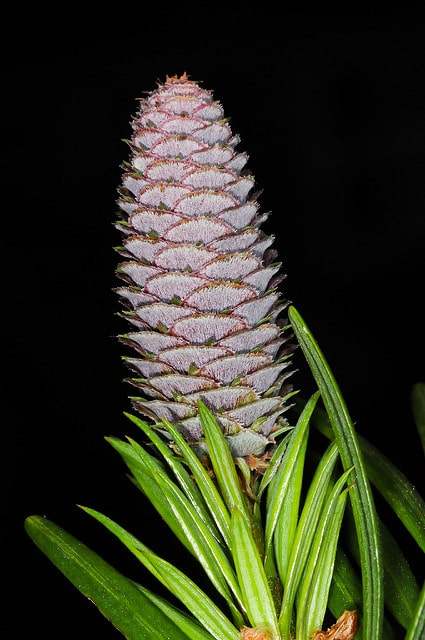 Keteleeria davidiana