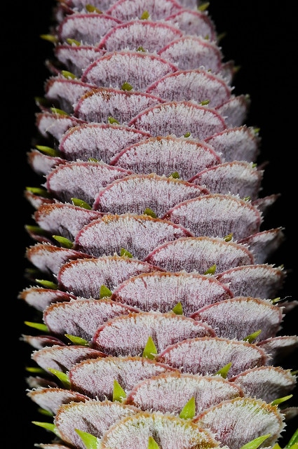 Keteleeria davidiana