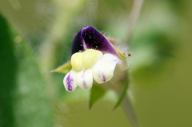 Linaire élatine (Kickxia elatine)