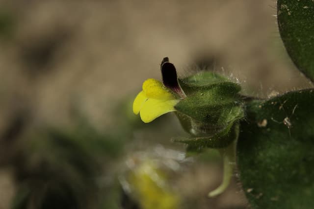 Fausse velvote (Kickxia spuria)