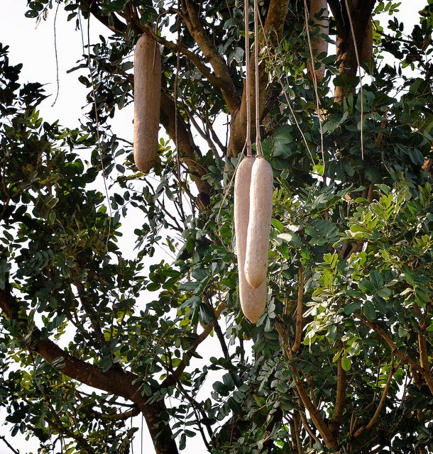 Arbre à saucisses