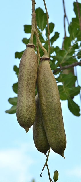 Arbre à saucisses