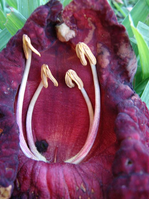 Arbre à saucisses