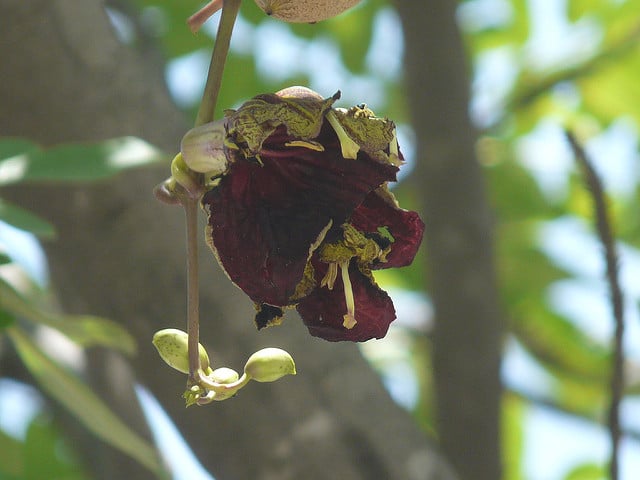 Arbre à saucisses (Kigelia africana)