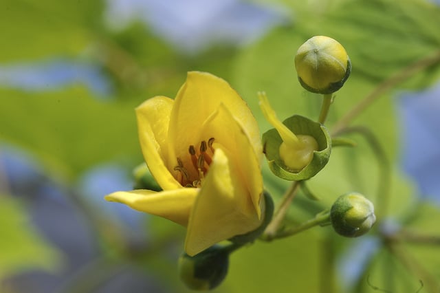 Fleur de cire