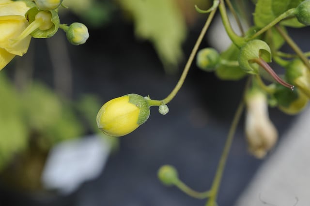 Fleur de cire