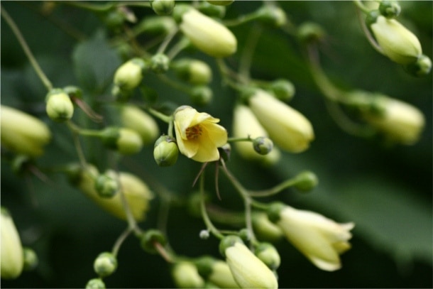 Fleur de cire