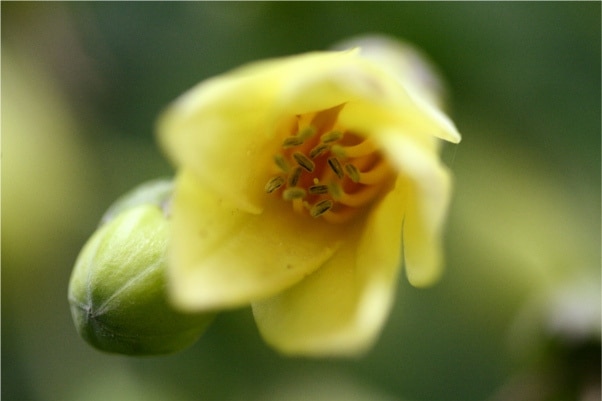Fleur de cire