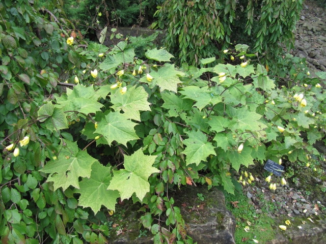 Fleur de cire (Kirengeshoma palmata)