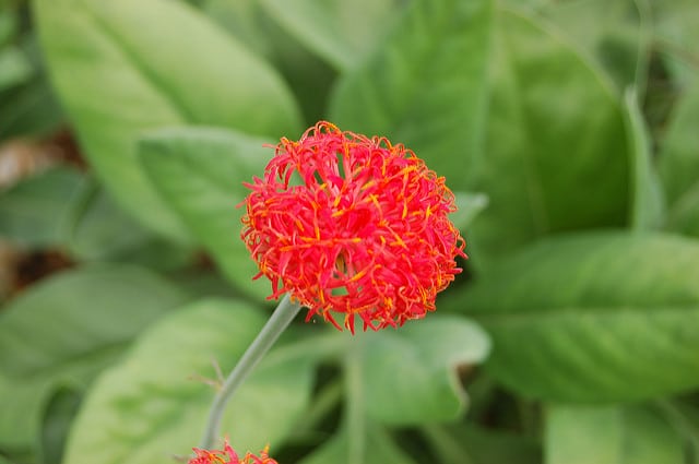 Kleinia abyssinica