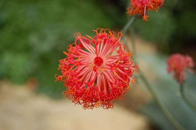 Kleinia abyssinica