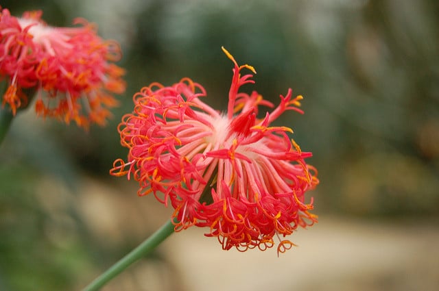 Kleinia abyssinica