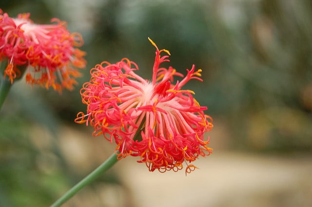 Kleinia abyssinica