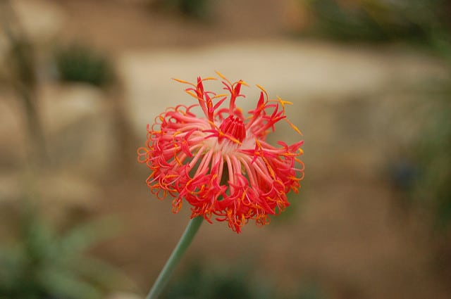 Kleinia abyssinica