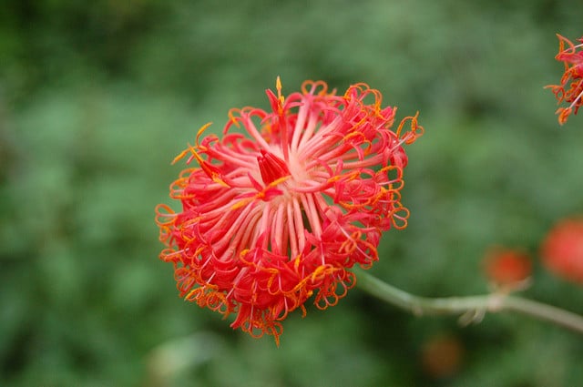 Kleinia abyssinica (Kleinia abyssinica)