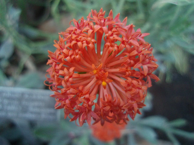 Kleinia fulgens