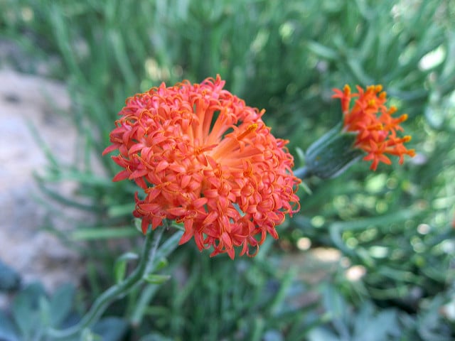 Kleinia fulgens