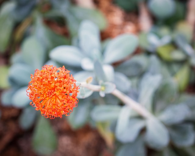 Kleinia fulgens (Kleinia fulgens)