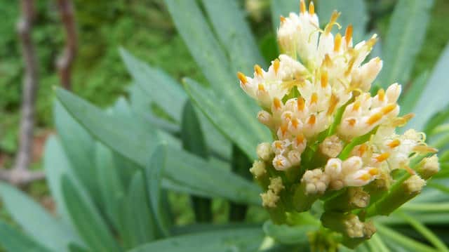 Kleinia neriifolia